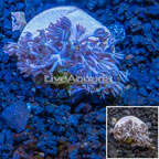 LiveAquaria® Cultured Xenia Coral (click for more detail)