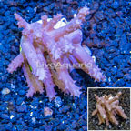 LiveAquaria® Cultured Tree Coral (click for more detail)