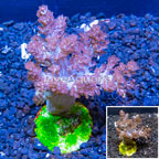  LiveAquaria® Cultured Pineapple Tree Coral (click for more detail)