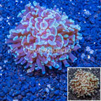 LiveAquaria® Cultured Hammer Coral (click for more detail)