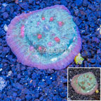 LiveAquaria® Cultured Ultra Chalice Coral (click for more detail)