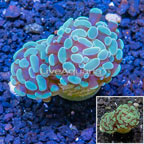 LiveAquaria® Cultured Hammer Coral (click for more detail)