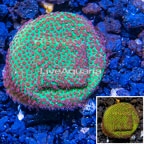 USA Cultured Screamin Demon Porites Coral (click for more detail)