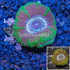 LiveAquaria® Cultured Acan Lord Coral (click for more detail)