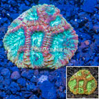 LiveAquaria® Cultured Favia Coral (click for more detail)