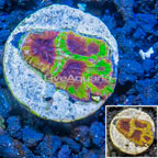 USA Cultured Wolverine Favia Coral (click for more detail)