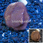 LiveAquaria® Cultured Montipora Coral (click for more detail)