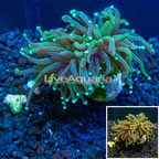 LiveAquaria® Cultured Torch Coral (click for more detail)