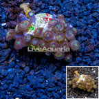 LiveAquaria® Cultured Zoanthus Coral (click for more detail)