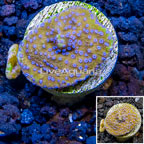 LiveAquaria® Cultured Montipora Coral (click for more detail)