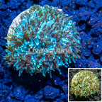 LiveAquaria® Cultured Galaxea Coral (click for more detail)