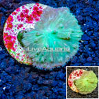 LiveAquaria® Cultured Green Cabbage Leather Coral (click for more detail)