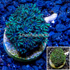 LiveAquaria® Cultured Sympodium Polyps (click for more detail)