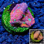 LiveAquaria® Cultured War Coral (click for more detail)