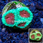 LiveAquaria® Cultured Favia Coral (click for more detail)