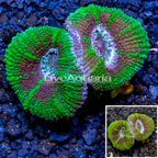 LiveAquaria® Cultured Acan Lord Coral (click for more detail)