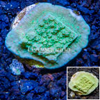 LiveAquaria® Cultured Montipora Coral (click for more detail)