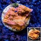 LiveAquaria® Cultured Montipora Coral (click for more detail)