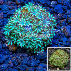 LiveAquaria® Cultured Sympodium Polyps (click for more detail)