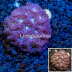 LiveAquaria® Cultured Blastomussa Coral (click for more detail)