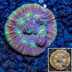 LiveAquaria® Cultured Ultra Chalice Coral (click for more detail)