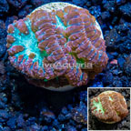 LiveAquaria® Cultured Blastomussa Coral (click for more detail)