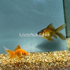 Fantail and Black Moor Goldfish Pair (click for more detail)