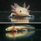  Captive-Bred Leucistic Axolotl, GFP (click for more detail)