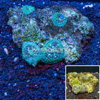 Rhodactis Mushroom Coral Australia (click for more detail)