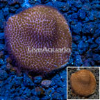 LiveAquaria® Cultured Montipora Coral (click for more detail)