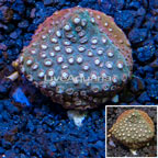 LiveAquaria® Cultured Cyphastrea Frag (click for more detail)