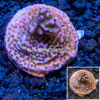 LiveAquaria® Cultured Montipora Coral (click for more detail)