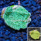 LiveAquaria® Cultured Montipora Coral (click for more detail)