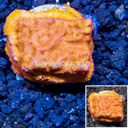 LiveAquaria® Cultured Leptoseris Coral (click for more detail)