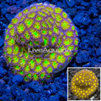 LiveAquaria® Cultured Leptastrea (click for more detail)