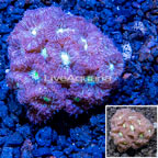 LiveAquaria® Cultured Blastomussa Coral (click for more detail)