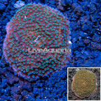 LiveAquaria® Cultured Montipora Coral (click for more detail)