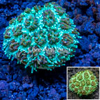 LiveAquaria® Cultured Galaxea Coral (click for more detail)