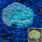 LiveAquaria® Cultured Ultra Chalice Coral (click for more detail)