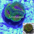 LiveAquaria® Cultured Acan Lord Coral (click for more detail)