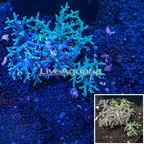 Sinularia Finger Leather Coral Indonesia (click for more detail)