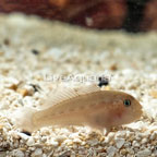 Clown Goby (click for more detail)
