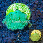 LiveAquaria® Cultured Green Cabbage Leather Coral (click for more detail)