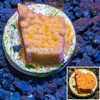 LiveAquaria® Cultured Montipora Coral (click for more detail)