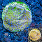 LiveAquaria® Cultured Montipora Coral (click for more detail)