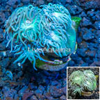 LiveAquaria® Cultured Ultra Duncan Coral (click for more detail)