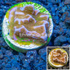 LiveAquaria® Cultured Montipora Coral (click for more detail)