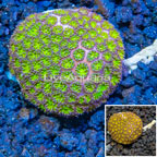 LiveAquaria® Cultured Leptastrea  (click for more detail)