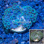 LiveAquaria® Cultured Sympodium Polyps (click for more detail)