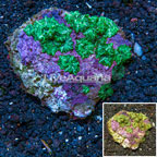 Rhodactis Mushroom Rock Indonesia (click for more detail)